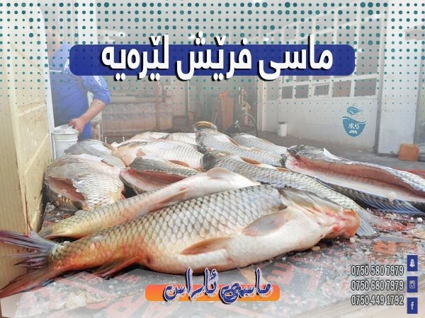 ماسی خاو زیندوو ١ کگم